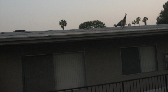 [Peahen on neighbor's roof]